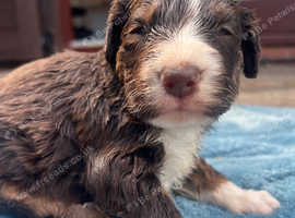 Aussie doodle puppies with bright blue eyes