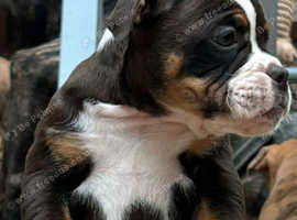 Olde English bulldog puppies