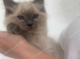 Ragdoll Blue Point Gccf Last Boy Reduced In Hull Hu12 On Freeads 