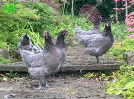 Point of lay fully vaccinated point of lay pullets