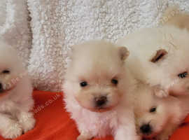 Pomeranian fluffy puppies KC registered