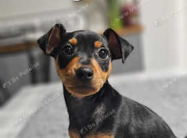 Pedigree KC Registered miniature pinscher