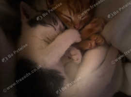 Kittens 4sale