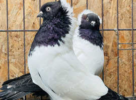 Fancy Nun Pigeons For Sale in Bristol on Freeads Classifieds - Pigeons ...