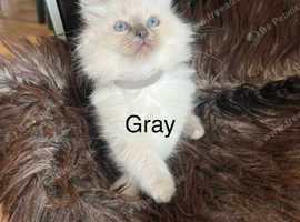 Ragdoll kittens