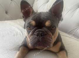 Sunnie needs a home