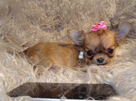 Long Haired Chihuahua In Bristol Dogs And Puppies For Sale And
