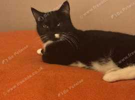Female older kitten black and white