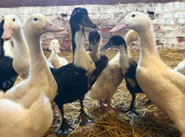 Aylesbury and Aylesbury x Khaki Ducklings