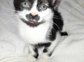 Lovely kittens for sale, I have one boy and 2 girl absolutely adorable. They have individual lil character's.