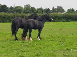 Beautiful 3yr old Cob filly