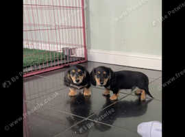 LOVELY MINIATURE DACHSHUND