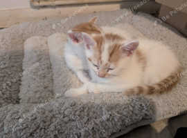 4 kittens