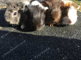 4 gorgeous baby Guinea pigs