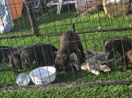 Lakeland terrier pups
