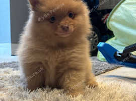 Pomeranian boy puppy