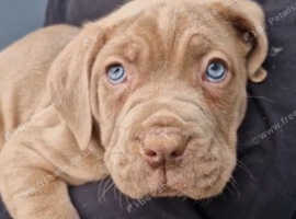 Majestic Cane Corso x Neo Puppies Looking for Forever Homes