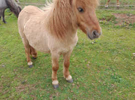 Chilcombe Titch