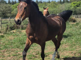 8yr purebred arab mare showing endurance hacking