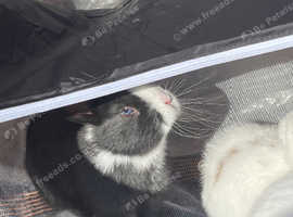 Bunnies for sale