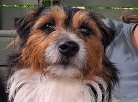 Jack Russell Stud Central Scotland