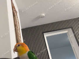 Caique for sale