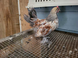 Partridge Booted Bantams