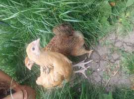 2 female chicks Buff Sussex and bantam wayondotte