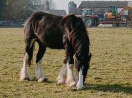 Black shire gelding