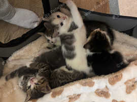 Kittens for sale