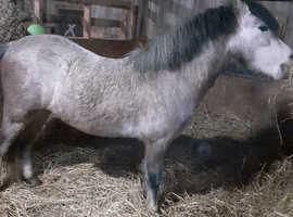 Turning 3yr welsh A gelding