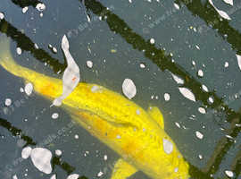 Pond clearance