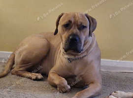 Beautiful Fawn Cane Corso