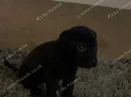 9 week old shar pei cross boy £275