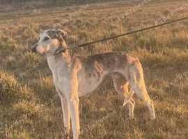 Saluki greyhound for stud