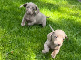 2 lilac boys left! Ready to leave