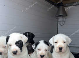 Mastiff pups