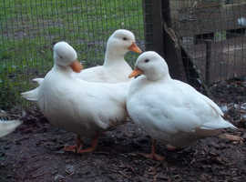 QUALITY CALL DUCK HATCHING EGGS AVAILABLE £3 EACH