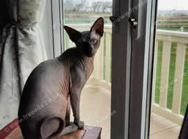 3yr old Male Sphynx