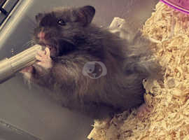 Male long haired Syrian hamster