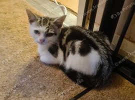 Beautiful bengal/tabby kittens