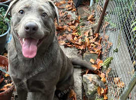 Silver Labrador retriever male