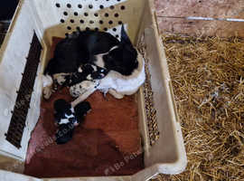 border collie pups