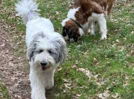 Saint Bernard cross Romanian mioritic shepherd