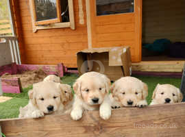 KC Registered Golden Retriever Puppies