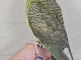 Handreared male black wing budgie