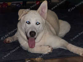 Alaskan malamute x Haskita in Waterlooville