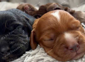 Beautiful cocker spaniels