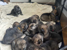 GSD puppies
