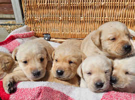 Super litter of red/yellow pups.